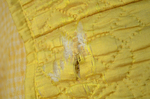 Quilted petticoat, yellow silk, 18th century, detail of padding by Irma G. Bowen Historic Clothing Collection