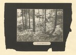 Pinewoods Camp photographic album: page 006 by Buckie, Robert H.