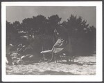 Cobb and Hurns families at the beach, 1949 by Unknown
