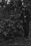 Assistant to Ivan Michurin, Russian botanist, in a garden in Michurinsk, Russia, USSR, ca. 1932-1933 by Jacobi, Lotte, 1896-1990