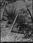 Grass-like plants between stakes in Michurinsk, Russia, USSR, ca. 1932-1933 by Jacobi, Lotte, 1896-1990