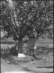 Woman garden worker posing with a tree in Michurinsk, Russia, USSR, ca. 1932-1933 by Jacobi, Lotte, 1896-1990