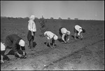 Women fieldworkers in Michurinsk, Russia, USSR, ca. 1932-1933 by Jacobi, Lotte, 1896-1990