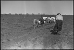 Women workers in a field in Michurinsk, Russia, USSR, ca. 1932-1933 by Jacobi, Lotte, 1896-1990