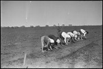 Row of female workers in a field in Michurinsk, Russia, USSR, ca. 1932-1933 by Jacobi, Lotte, 1896-1990