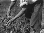 Worker picking cotton in Michurinsk, Russia, USSR, ca. 1932-1933 by Jacobi, Lotte, 1896-1990