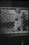 A baby in the Dietrich family standing in a crib in Moscow, Russia, USSR, ca. 1932-1933 by Jacobi, Lotte, 1896-1990