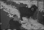 A goat in Pamir mountains, Central Asia, 1932 by Jacobi, Lotte, 1896-1990