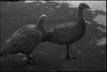 Birds in a zoo in the USSR, ca. 1932-1933 by Jacobi, Lotte, 1896-1990