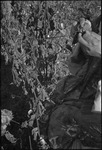 Worker picking cotton from a plant at a kolkhoz in Central Asia, ca. 1932-1933 by Jacobi, Lotte, 1896-1990