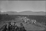 Workers at a cotton kolkhoz in Stalinabad (Dushanbe), Tajikistan, Central Asia, ca. 1932-1933 by Jacobi, Lotte, 1896-1990