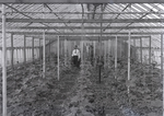 Greenhouses, September 1917: interior by Clement Moran