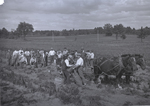 Faculty Potato Patch, Harvesting, September 1917 by Clement Moran