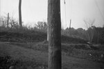 Utility pole, October 28, 1924 by Pond, Bremer Whidden, 1884-1959