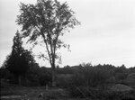 Cow pasture, July 22, 1931 by Pond, Bremer Whidden, 1884-1959