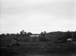 Cows grazing in pasture, July 22, 1931 by Pond, Bremer Whidden, 1884-1959