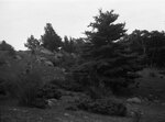 Cow pasture, hill and trees, July 22, 1931 by Pond, Bremer Whidden, 1884-1959