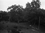 Cow pasture and trees, July 22, 1931 by Pond, Bremer Whidden, 1884-1959