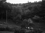 Cow standing in a shallow valley in pasture, July 22, 1931 by Pond, Bremer Whidden, 1884-1959