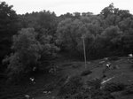 Cows grazing in pasture, July 22, 1931 by Pond, Bremer Whidden, 1884-1959