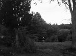 Cow standing in a wooded pasture, July 22, 1931 by Pond, Bremer Whidden, 1884-1959