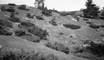 College Brook Ravine Ampitheater, August 19, 1924 by Pond, Bremer Whidden, 1884-1959