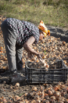 Rwandan Woman Harvesting Onions, 2018 by Becky Field