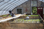 Burundi Woman Working in a Greenhouse, 2012 by Becky Field